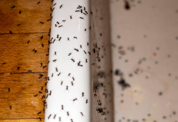 Wildlife Control Services in Dovesville, SC
